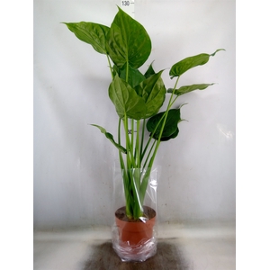 Alocasia cucullata
