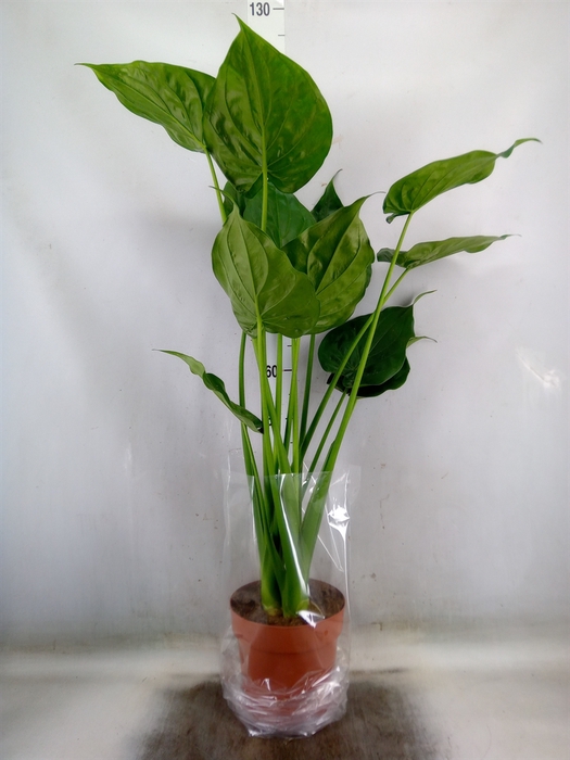 <h4>Alocasia cucullata</h4>