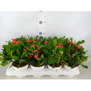 Euphorbia milii 'Vulcanus'