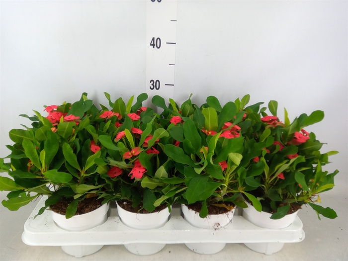 <h4>Euphorbia milii 'Vulcanus'</h4>