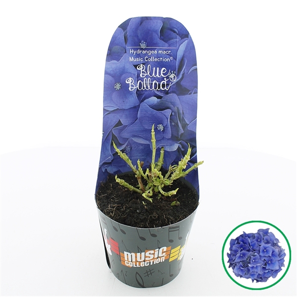 <h4>Hydrangea macr. Music Collection® 'Blue Ballad'® C2 (17cm.) Potcover</h4>