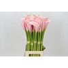 Zantedeschia Eydolls Pink
