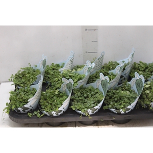 PEPEROMIA PROSTATA P11
