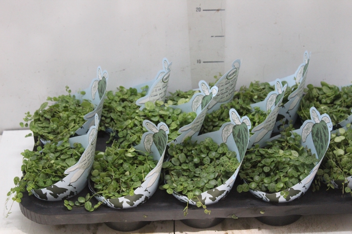 <h4>PEPEROMIA PROSTATA P11</h4>