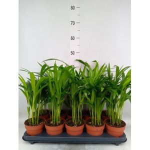 Dypsis lutescens   ...Chrysalidoca