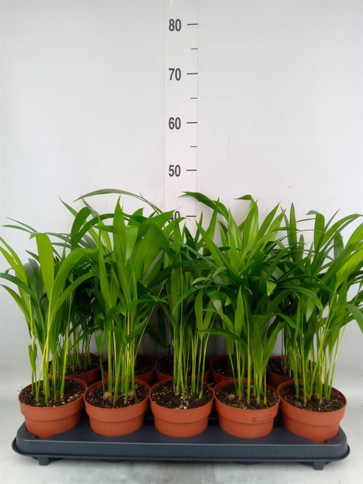 <h4>Dypsis lutescens   ...Chrysalidoca</h4>