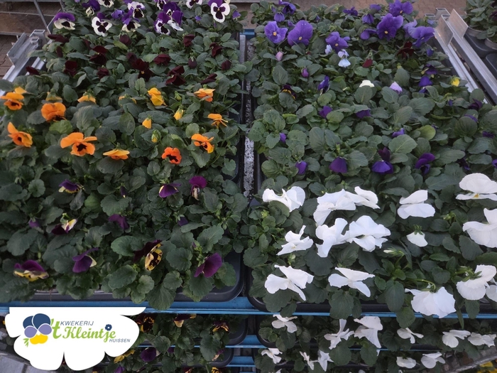 <h4>VIO WI DP MIXK</h4>