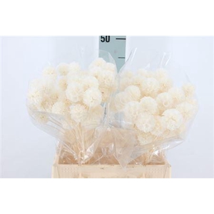 Dried Scabiosa Bleached White P Stem