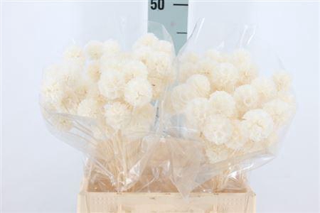 <h4>Dried Scabiosa Bleached White P Stem</h4>