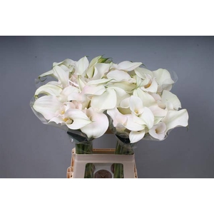 Calla Captain Ventura Double Kallaland
