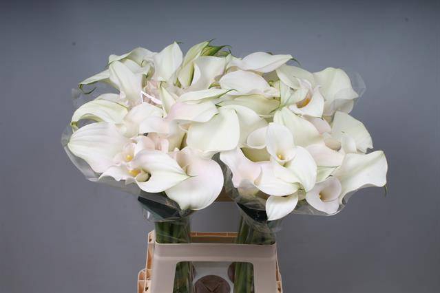 <h4>Calla Captain Ventura Double Kallaland</h4>