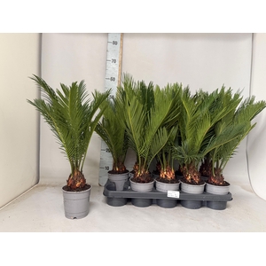 CYCAS REVOLUTA