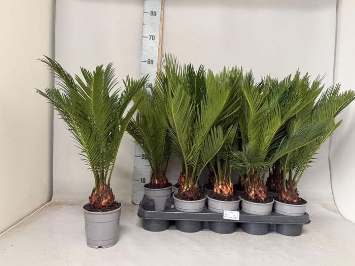 <h4>CYCAS REVOLUTA</h4>