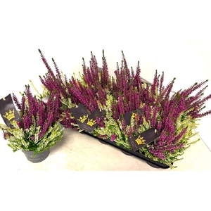 CALLU BL COL CR GEM