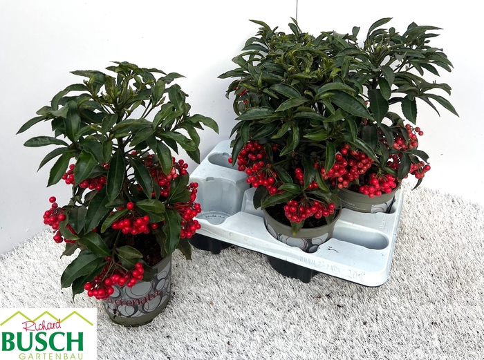 <h4>ARDIS CRENATA</h4>