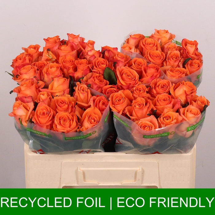 <h4>R Gr On Fire</h4>