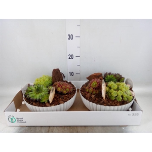 Arr. Sempervivum L%
