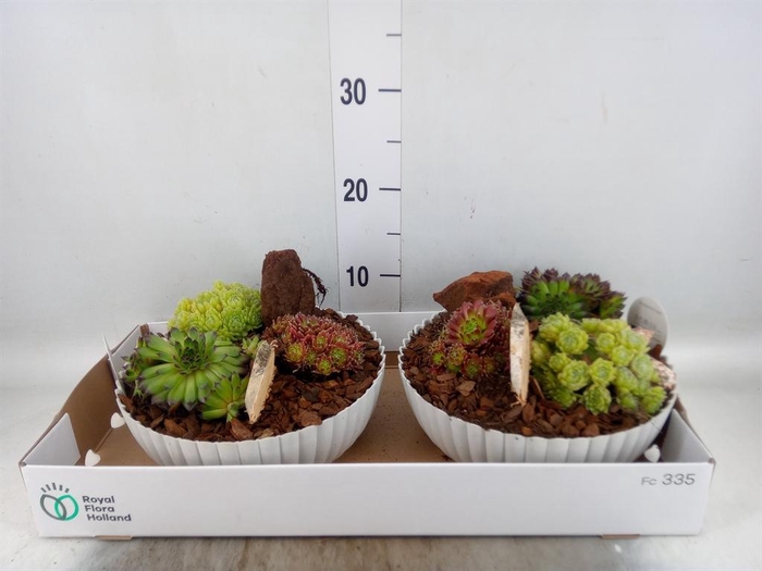 <h4>Arr. Sempervivum L%</h4>