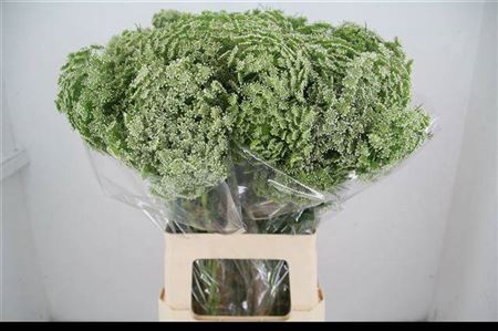 <h4>Ammi Vis Casablanca</h4>