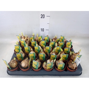 Narcissus  'Tete a tete'