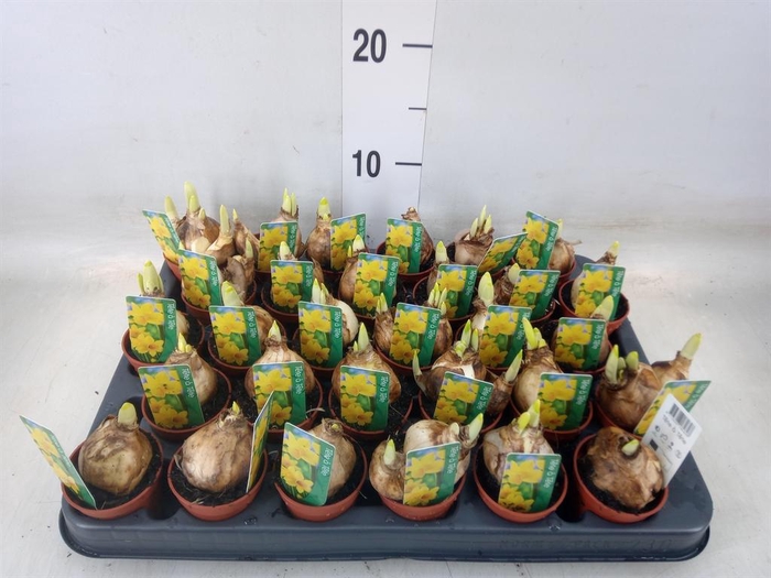 <h4>Narcissus  'Tete a tete'</h4>