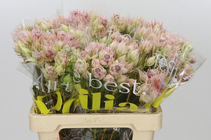 <h4>SERR BRIDAL PINK</h4>