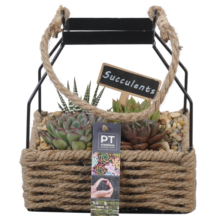 <h4>Arr.  Succulents L%</h4>