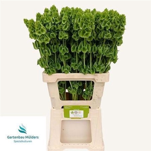 Moluccella Stuk