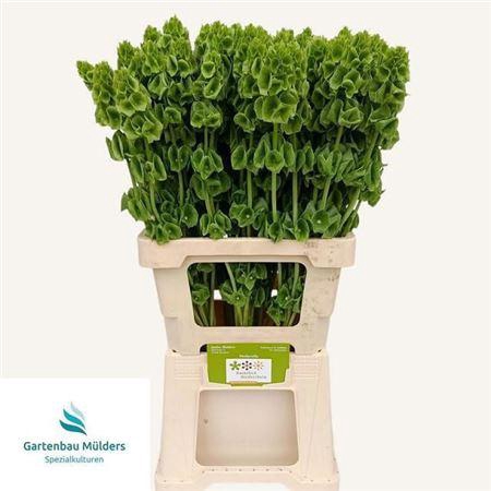<h4>Moluccella Stuk</h4>