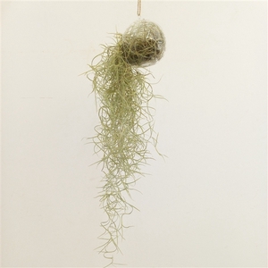 Tillandsia in bol glas