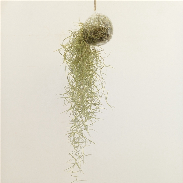 <h4>Tillandsia in bol glas</h4>