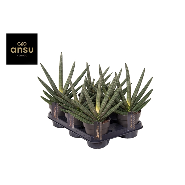 <h4>Sansevieria Dino Green</h4>