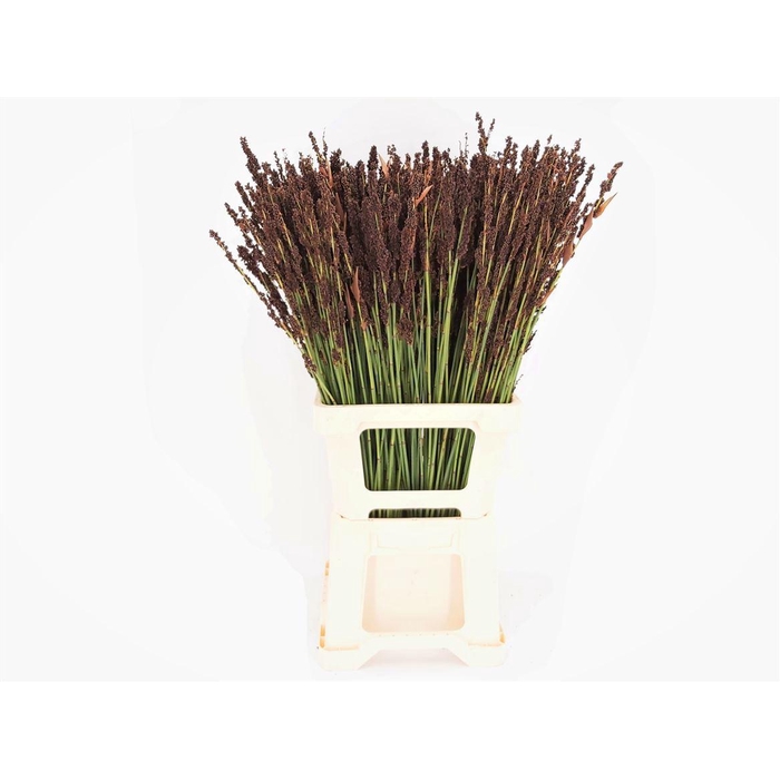 <h4>Black Mountain Grass</h4>