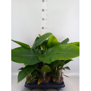Philodendron  'Imperial Green'