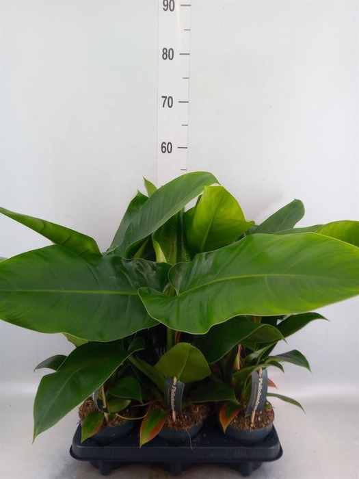 <h4>Philodendron  'Imperial Green'</h4>