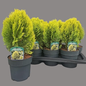 PLAT OR AUREA NANA