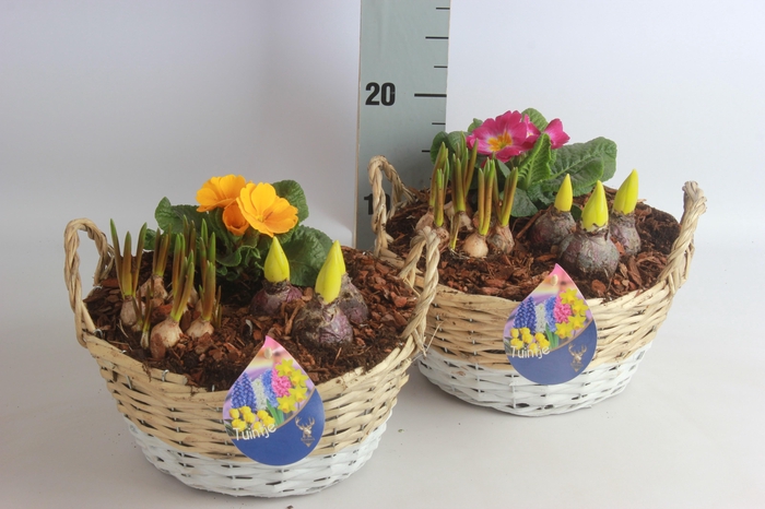 <h4>ARR BOL KNOLGEWAS</h4>