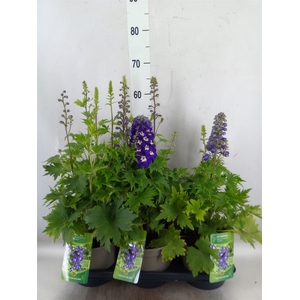 Delphinium el. 'MagicF Blue D Bee'