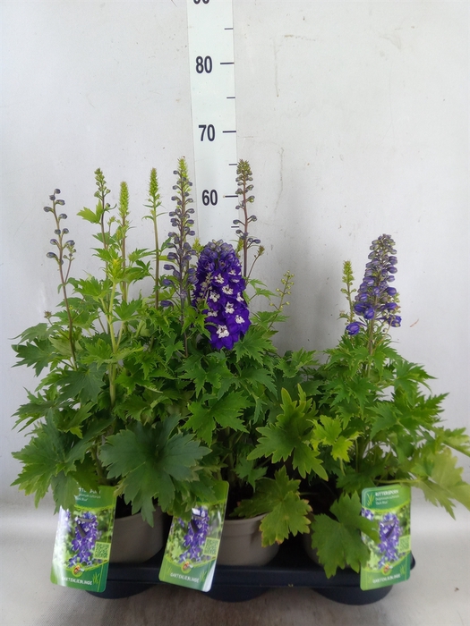 <h4>Delphinium el. 'MagicF Blue D Bee'</h4>