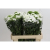 Dianthus Br White Duke