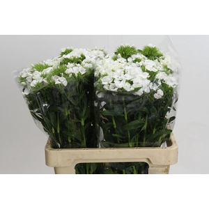 Dianthus Br White Duke