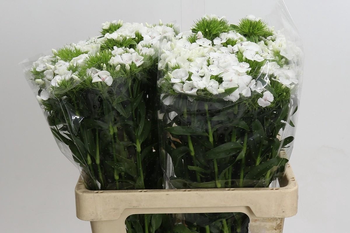 <h4>Dianthus Br White Duke</h4>