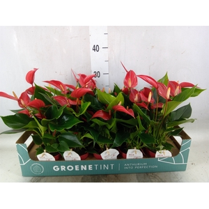 Anthurium  'Banderola Roja'