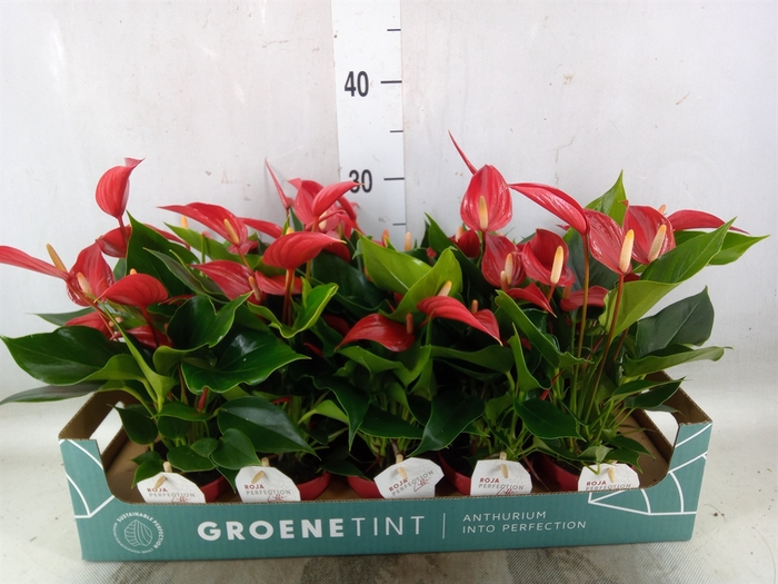 <h4>Anthurium  'Banderola Roja'</h4>