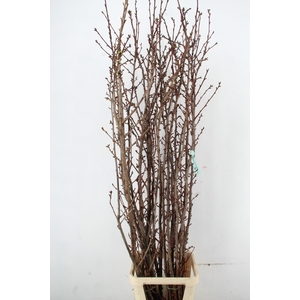 PRUNUS X SERRULATA PER STEM 220CM