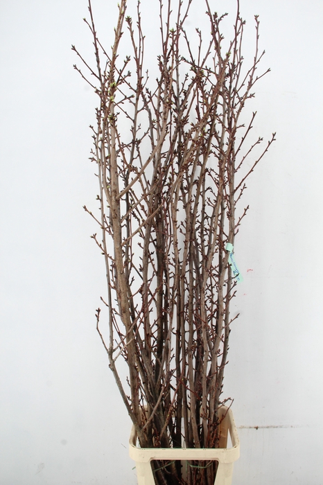 <h4>PRUNUS X SERRULATA PER STEM 220CM</h4>