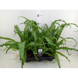 Asplenium antiquum 'Osaka'