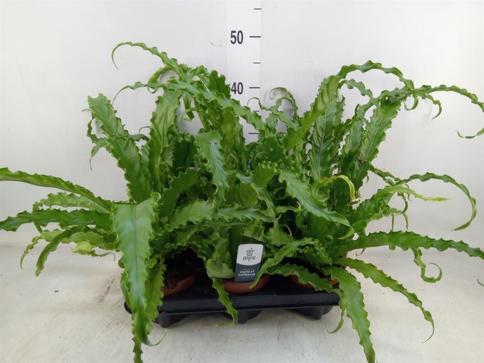 <h4>Asplenium antiquum 'Osaka'</h4>