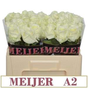 R Gr Avalanche White A2 Meijer