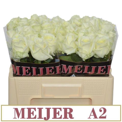 <h4>R Gr Avalanche White A2 Meijer</h4>